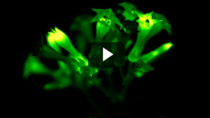 Dr. A on the Potential of the Firefly Petunia