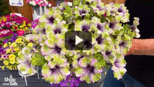 Videos from CAST 2025: The Amazonas Plum Cockatoo Petunia at Danziger