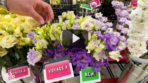 Videos from CAST 2025: New Innovations in Cut Flowers at Sakata
