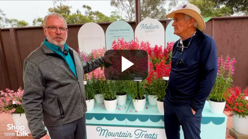 Videos from CAST 2025: Three Sizes of Penstemons From Darwin Perennials