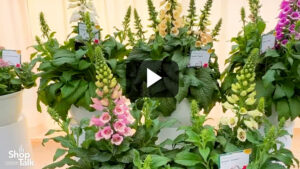 Videos from CAST 2025: The New Dottie Digitalis Series from Syngenta Flowers