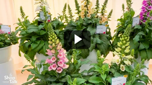 Videos from CAST 2025: The New Dottie Digitalis Series from Syngenta Flowers