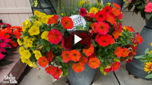 Videos from CAST 2025: New Playlist Combos at Sakata Highlight Top Genetics