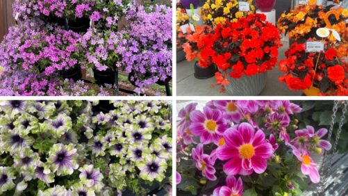 Strike Up the Band: The New Plants Are Coming (Part 2)