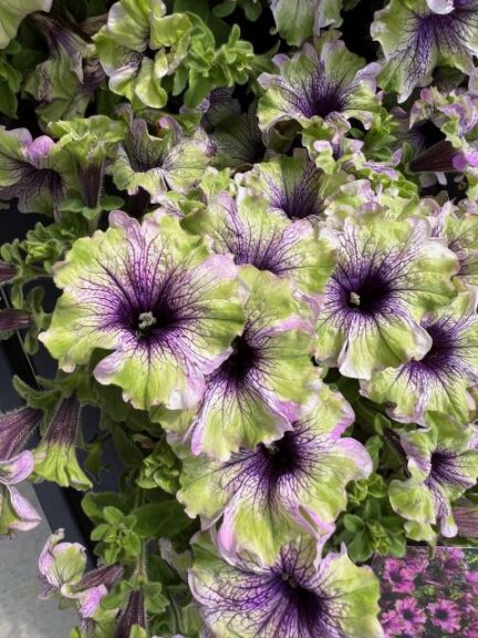 'Amazonas Plum Cockatoo' (Danziger)