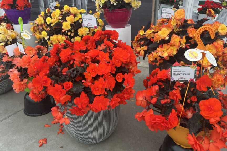 B: Begonia iCandy Series at Syngenta Flowers
