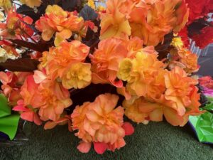 Begonia iCandy Series (Syngenta Flowers)