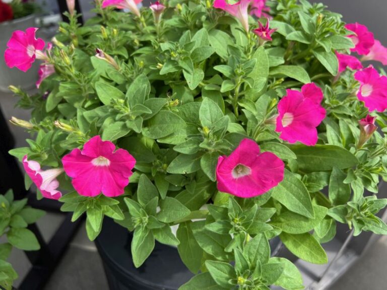 Boom Series (Benary)