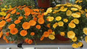 Calendula 'Power Daisy' (Kientzler)