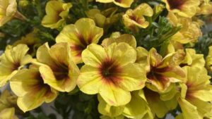 14 Petunias on Display at California Spring Trials 2025