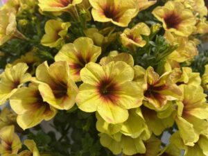 Crazytunia Series (Westhoff)