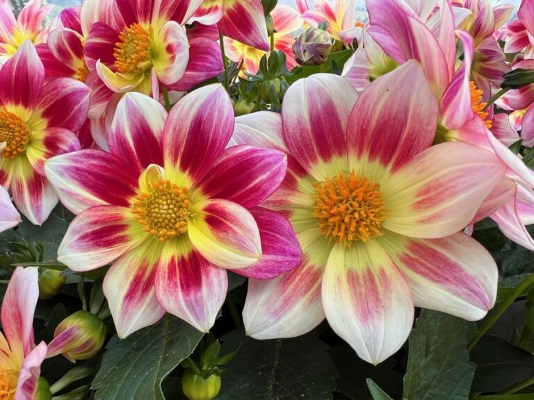 Dahlia Summer Bees series (Dümmen Orange)