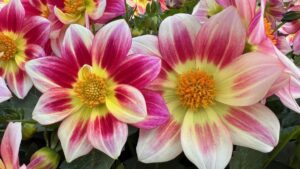 Presenting the 2025 Industry’s Choice Award Finalists for Best New Variety