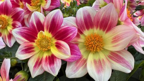 Presenting the 2025 Industry’s Choice Award Finalists for Best New Variety