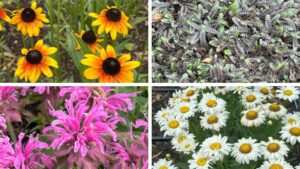Highlights from Darwin Perennials Day 2025: New Plants and Proven Performers