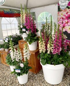 Digitalis DiBella Series (Hem Genetics)