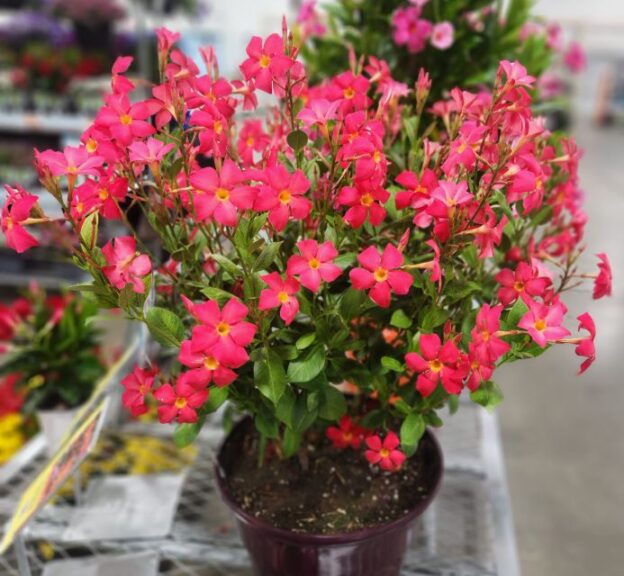 Dipladenia ‘Sun Parasol FiredUp Coral’ (Suntory Flowers)