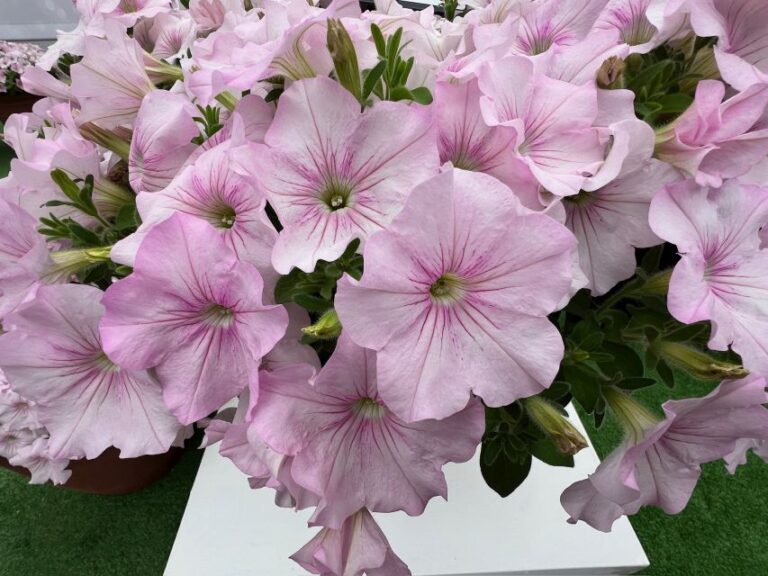 'Easy Wave Pink Pearl' (Selecta)