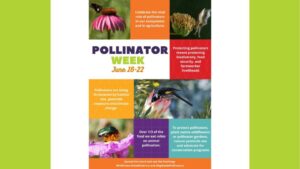 Equitable Food Initiative Launches New 2025 Pollinator Week Toolkit