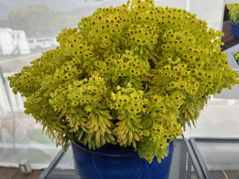 Euphorbia 'Sahara Tiny Treasures' (PlantHaven)
