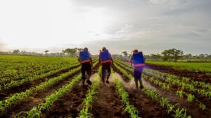 U.S. Department of Labor Halts Enforcement of the 2024 H-2A Farmworker Rule