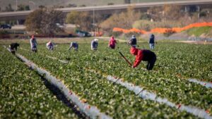 Growers Grapple with Labor Pains as H-2A Costs Hit New Highs