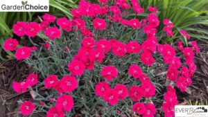 GardenChoice Teams up with Raker-Roberta’s to Distribute EverBloom Dianthus