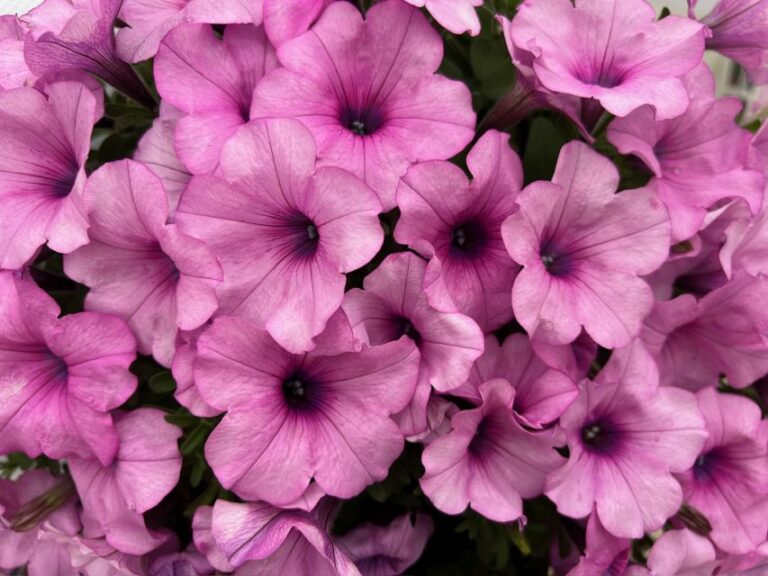 Headliner Series (Selecta)