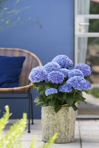 Hydrangea ‘Magical’ (Plants Nouveau)