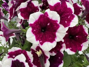 Mainstage Series (Selecta One)