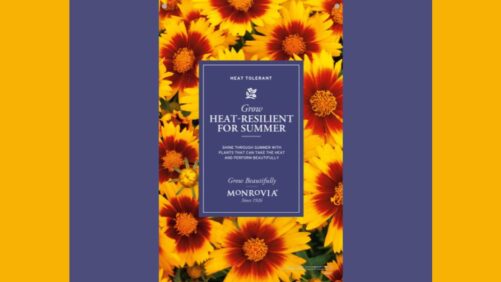 Monrovia’s New Summer Campaign Celebrates Heat-Loving Plants
