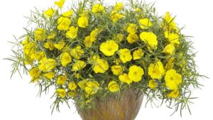 Presenting the 2025 Readers’ Choice Award Finalists for Best New Variety