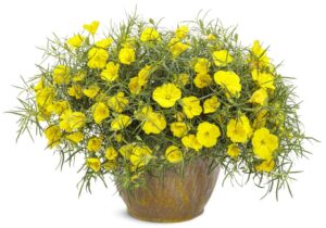 Oenothera ‘Superlophus Sunglow’ (Proven Winners)