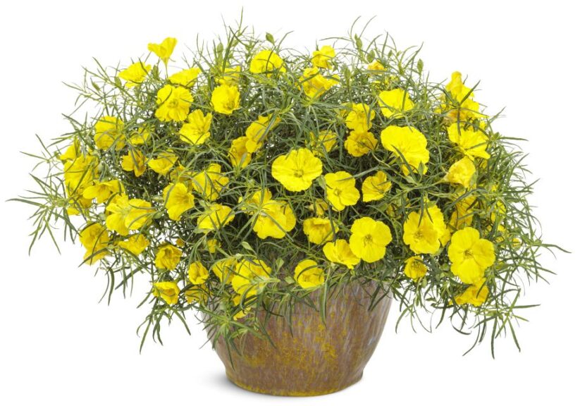 Oenothera ‘Superlophus Sunglow’ (Proven Winners)