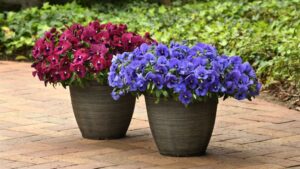 Pansy Top Wave series (PanAmerican Seed)