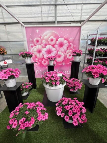 'Pink Cloud' (Westhoff)