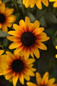 Rudbeckia ‘Suntacular’ (Darwin Perennials)