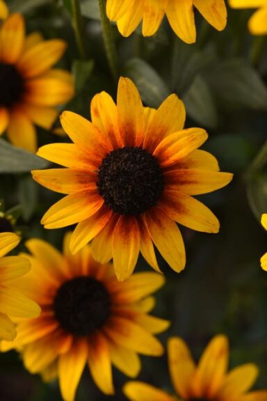 Rudbeckia ‘Suntacular’ (Darwin Perennials)