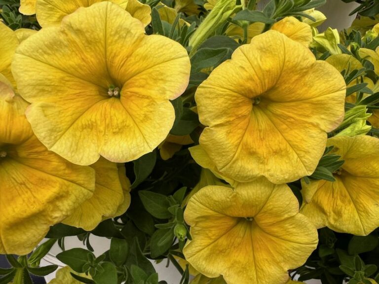 'Sanguna Sunshine' (Syngenta Flowers)