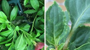 Ship Strong and Stay Healthy