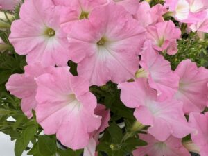 Success Series (Benary)