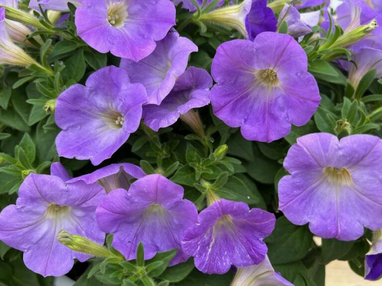 SureShot 'Light Blue' (Ball FloraPlant)