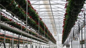 Greenhouse Structures and Components Suppliers on Grower Pain Points