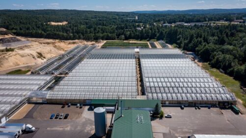 Suppliers Seeing a Steady Balance in New Greenhouse Builds vs Retrofit Projects
