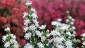 Terra Nova Debuts New Pure White Liatris Variety