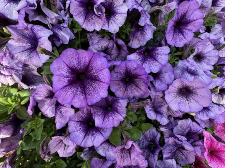 Trilogy Series (Takii Seed)