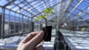 How to Eliminate Bottlenecks by Improving Rootzone Design