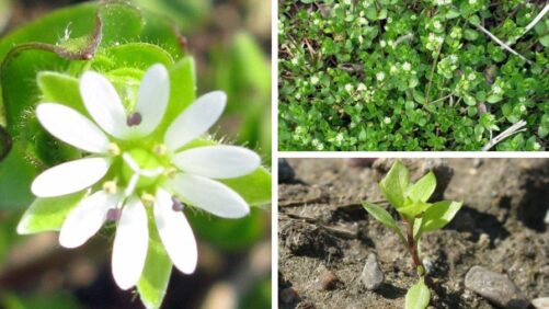 How to Identify and Control Common Chickweed in Greenhouse Production