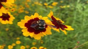 The Importance of Wildlife Appeal in Ornamental Plant Choices