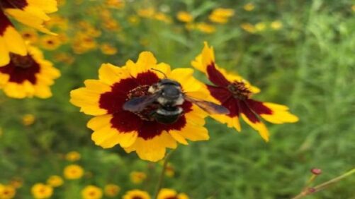 The Importance of Wildlife Appeal in Ornamental Plant Choices